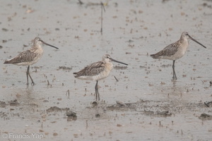 Asian Dowitcher-150921-102EOS7D-FY7D9488-W.jpg