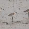 Asian_Dowitcher-150921-102EOS7D-FY7D9488-W.jpg