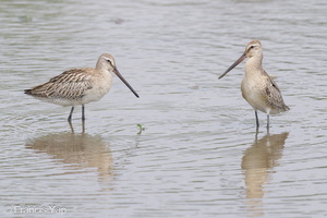 Asian Dowitcher-230903-208MSDCF-FYP01603-W.jpg