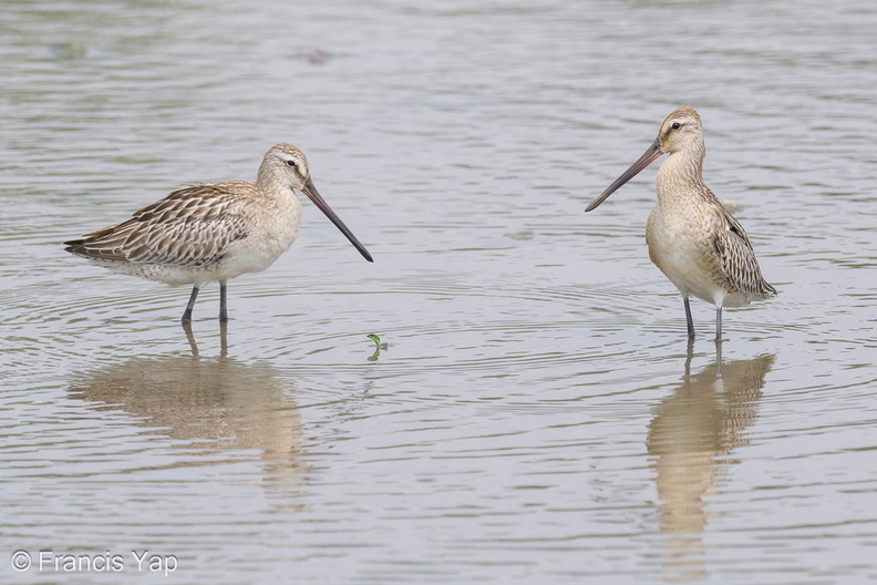 Asian_Dowitcher-230903-208MSDCF-FYP01603-W.jpg