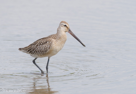 Asian Dowitcher