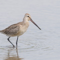 Asian_Dowitcher-230903-208MSDCF-FYP01949-W.jpg