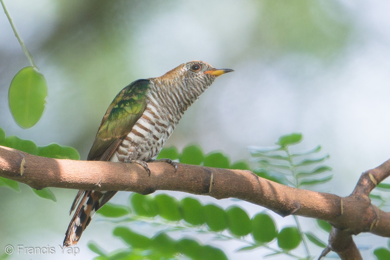Asian_Emerald_Cuckoo-180103-107ND500-FYP_4009-W.jpg