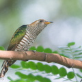 Asian_Emerald_Cuckoo-180103-107ND500-FYP_4009-W.jpg