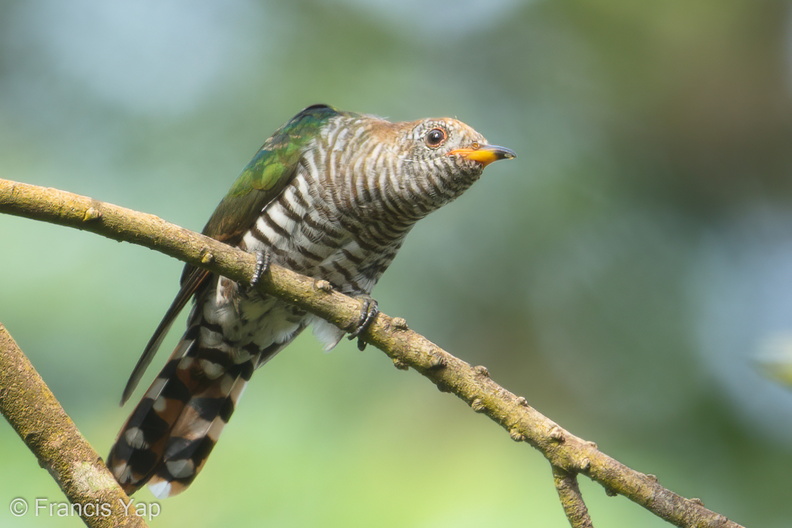 Asian_Emerald_Cuckoo-180103-107ND500-FYP_4394-W.jpg