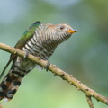 Asian_Emerald_Cuckoo-180103-107ND500-FYP_4394-W.jpg