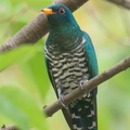 Asian_Emerald_Cuckoo-200323-113MSDCF-FYP04082-W.jpg