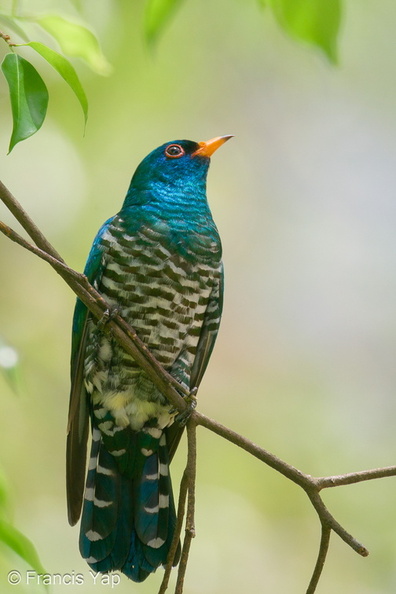 Asian_Emerald_Cuckoo-200403-114MSDCF-FYP09174-W.jpg