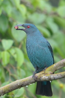 Asian Fairy-bluebird-171023-104ND500-FYP_9584-W.jpg