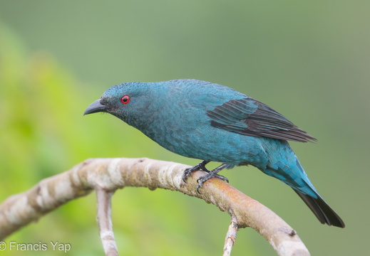 Asian Fairy-bluebird