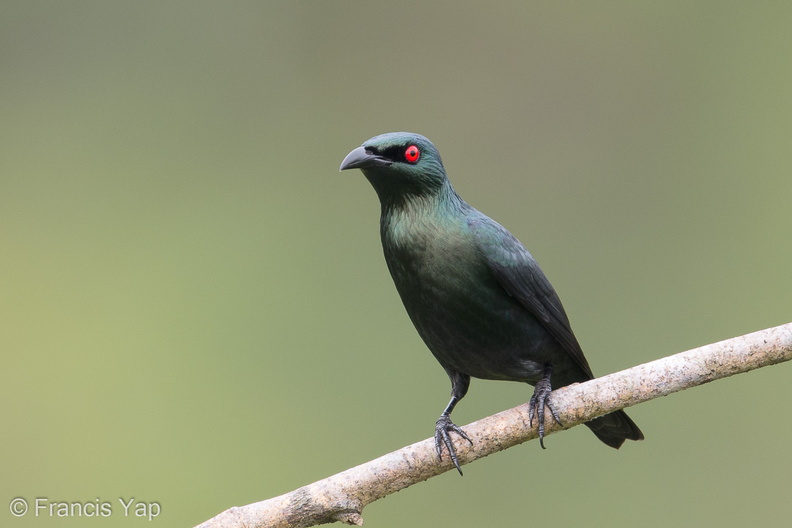 Asian_Glossy_Starling-171023-105ND500-FYP_0726-W.jpg