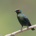 Asian_Glossy_Starling-171023-105ND500-FYP_0726-W.jpg