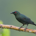 Asian_Glossy_Starling-190724-118ND500-FYP_7277-W.jpg