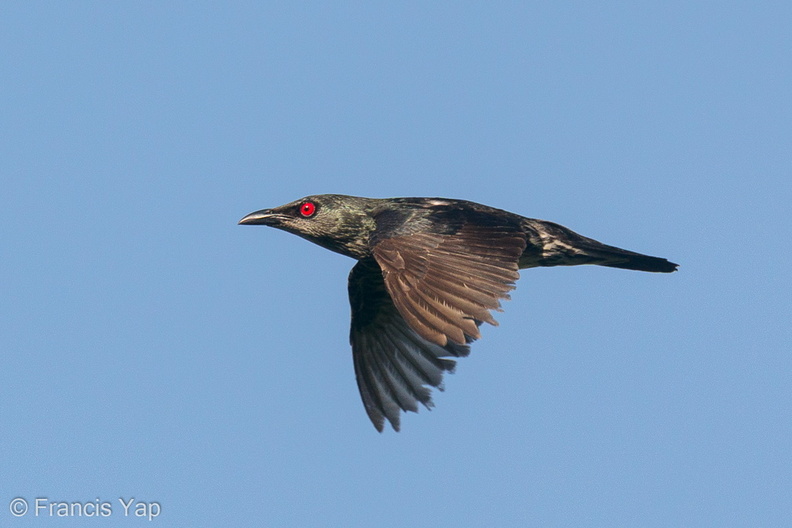 Asian_Glossy_Starling-200419-115MSDCF-FYP07450-W.jpg