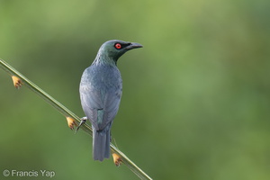 Asian Glossy Starling-220309-142MSDCF-FRY00899-W.jpg