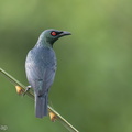 Asian_Glossy_Starling-220309-142MSDCF-FRY00899-W.jpg