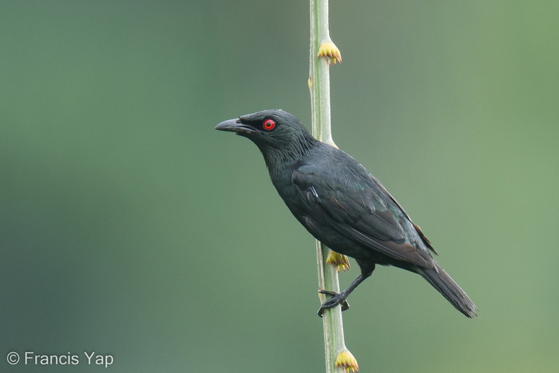 Asian_Glossy_Starling-220629-150MSDCF-FYP07757-W.jpg