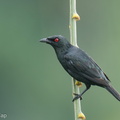 Asian_Glossy_Starling-220629-150MSDCF-FYP07757-W.jpg