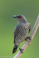 Asian Glossy Starling-240404-221MSDCF-FYP06183-W.jpg