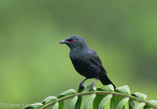 Asian Glossy Starling