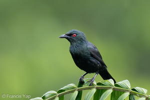 Asian Glossy Starling-250530-108FRYAP-FYA05380-W.jpg