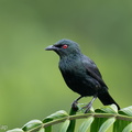 Asian_Glossy_Starling-250530-108FRYAP-FYA05380-W.jpg