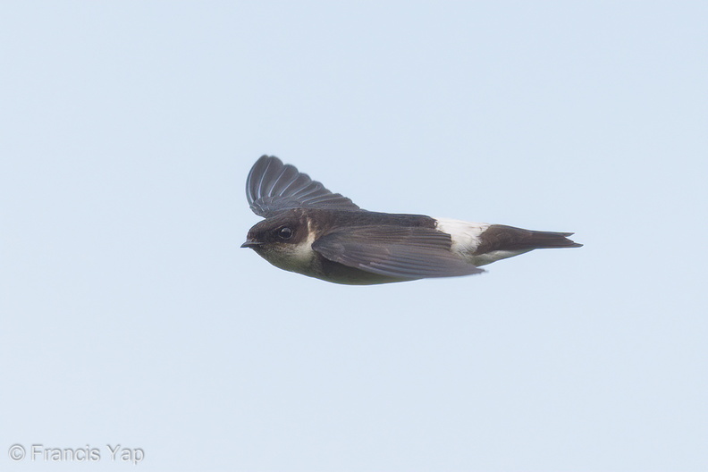 Asian_House_Martin-171020-104ND500-FYP_8753-W.jpg