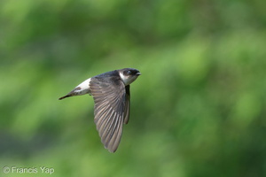 Asian House Martin-201211-127MSDCF-FYP03334-W.jpg