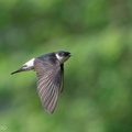 Asian_House_Martin-201211-127MSDCF-FYP03334-W.jpg