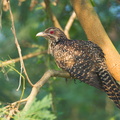 Asian_Koel-110603-103EOS1D-FYAP2800-W.jpg