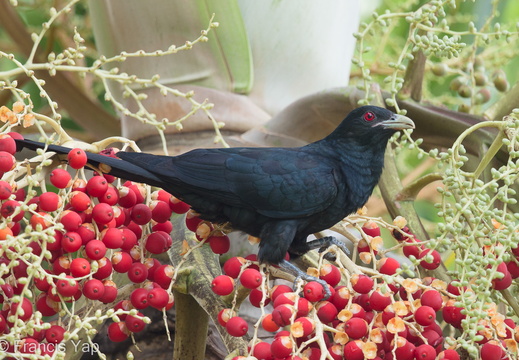 Asian Koel