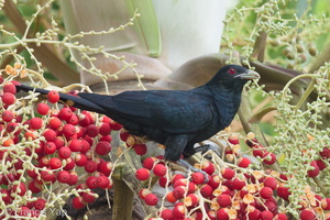 Asian Koel-170129-109EOS1D-F1X24860-W.jpg