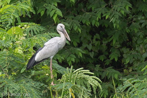 Asian Openbill-130123-105EOS1D-FY1X2706-W.jpg