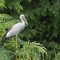 Asian_Openbill-130123-105EOS1D-FY1X2706-W.jpg