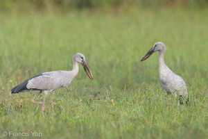 Asian Openbill-130127-105EOS1D-FY1X3227-W.jpg