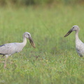 Asian_Openbill-130127-105EOS1D-FY1X3227-W.jpg