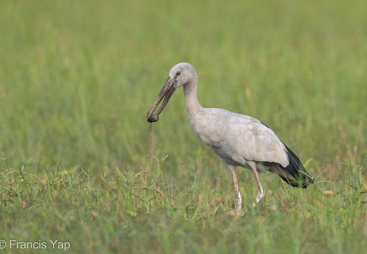 Asian Openbill