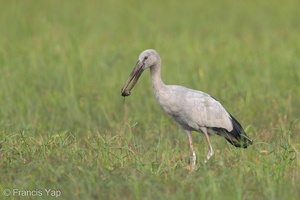 Asian Openbill-130127-105EOS1D-FY1X3320-W.jpg