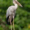 Asian_Openbill-200112-110MSDCF-FYP00707-W.jpg