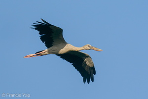 Asian Openbill-200124-111MSDCF-FYP00813-W.jpg