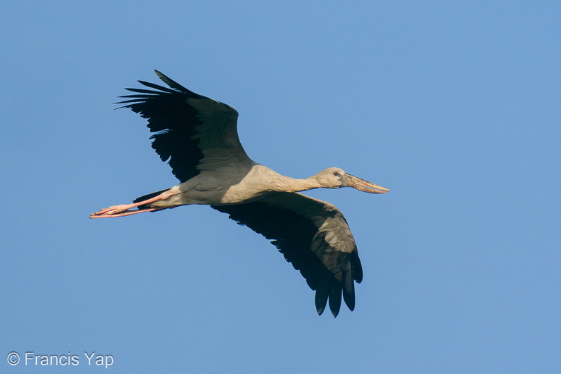 Asian_Openbill-200124-111MSDCF-FYP00813-W.jpg