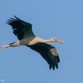 Asian_Openbill-200124-111MSDCF-FYP00813-W.jpg