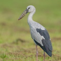 Asian_Openbill-250416-103FRYAP-FYA07349-W.jpg