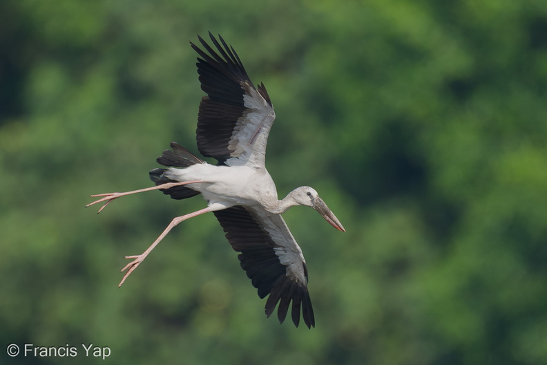Asian_Openbill-250818-118FRYAP-FYA09752-W.jpg