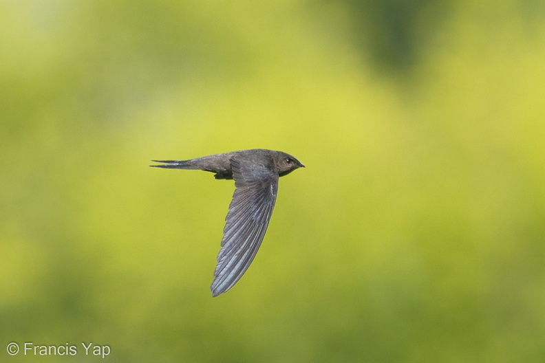 Asian_Palm_Swift-180318-108ND500-FYP_3547-W.jpg