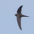 Asian_Palm_Swift-180318-108ND500-FYP_3818-W.jpg