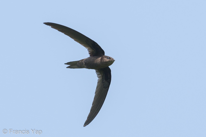 Asian_Palm_Swift-180318-108ND500-FYP_4374-W.jpg