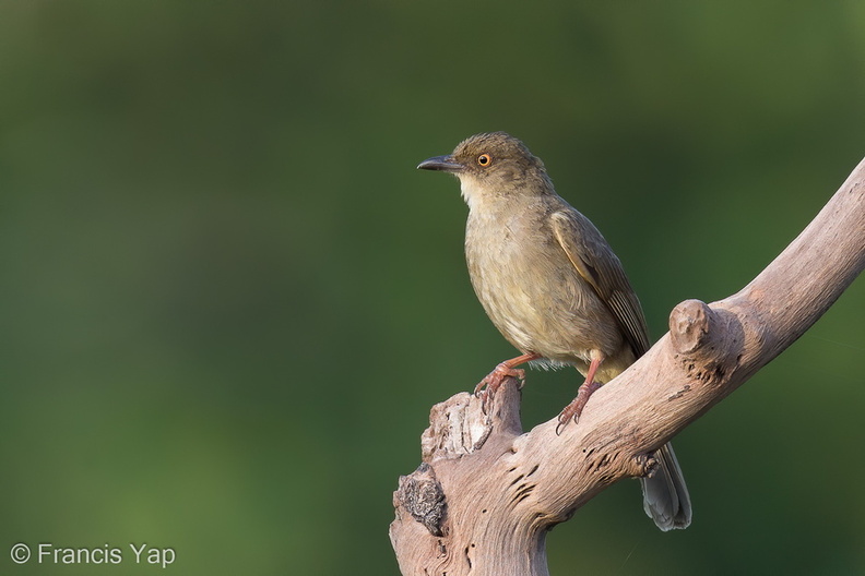 Asian_Red-eyed_Bulbul-130317-105EOS1D-FY1X8540-W.jpg