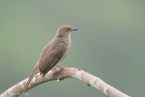Asian Red-eyed Bulbul-180119-107ND500-FYP_5732-W.jpg
