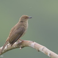 Asian_Red-eyed_Bulbul-180119-107ND500-FYP_5732-W.jpg